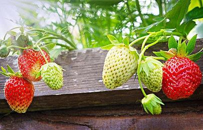 互动影游《代号三国：龙起》试玩上线 浩浩妈等参演